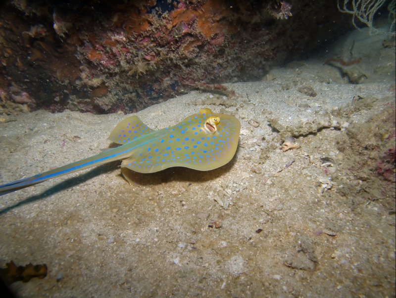 Blue spotted fan tail ray
